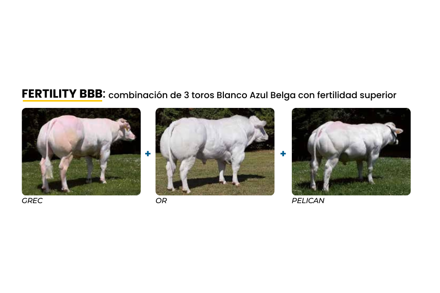 Fertility BBB